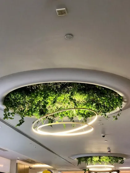 A recessed ceiling is filled with greenery, with a modern chandelier hanging from its center. This design creates a stunning, sky-like focal point that elevates the entire room.