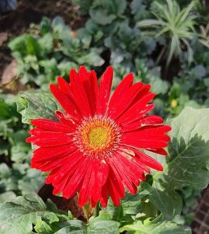 A single, perfect red Gerbera Daisy. These flowers symbolise happiness and are one of the most popular choices for adding cheer to a garden.
