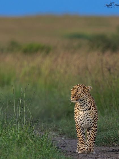 This version of the leopard shot includes more of the environment. While the subject is still the focus, the wider composition tells more of a story about its habitat. We discuss these choices in my workshops.