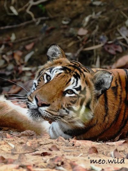 When someone disturbs your sleep. Choti Madhu was resting peacefully until a sound caught her attention. I love this shot for its playful expression and the story it tells about the daily life of a tigress.