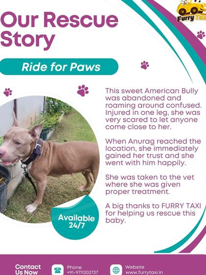 This is a story about an abandoned American Bully I helped rescue. She was injured and scared, but she trusted me and we got her to the vet for proper treatment.