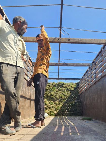 Delhi Gardner - Wholesale Plant & Turf Supply Natural Grass Turf: From Our Farm to Your Project photo 70