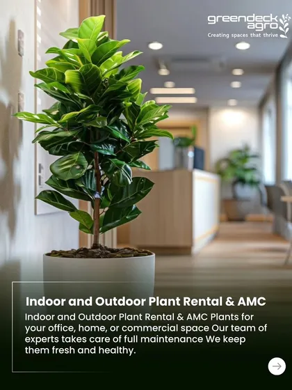 My indoor and outdoor plant rental service with AMC is a popular choice for offices and commercial spaces. My team of experts takes care of full maintenance to keep the plants fresh and healthy.