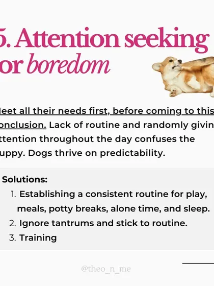 Is your puppy biting you constantly? It's a normal behavior with many causes, from teething pain to lack of sleep. This guide explains the six main reasons for puppy biting and provides practical, force-free solutions for each.