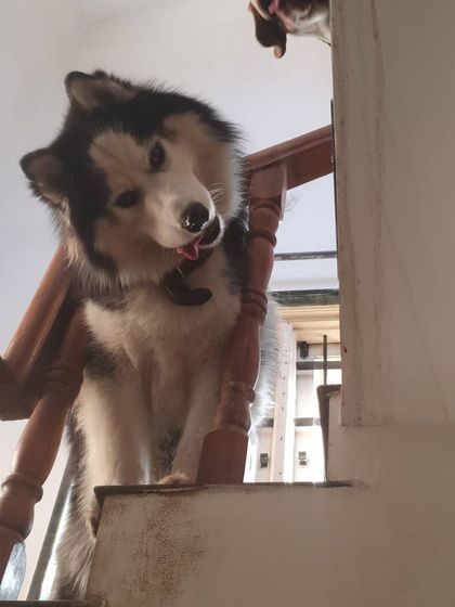 The Urban Dawg - In-Home Dog Boarding Home Comforts: No Cages, Just Cuddles photo 6