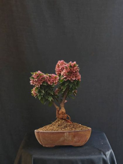A smaller, younger Bougainvillea bonsai with promising clusters of pink flowers. This shows the beginning of a journey, a tree full of potential waiting to be shaped.