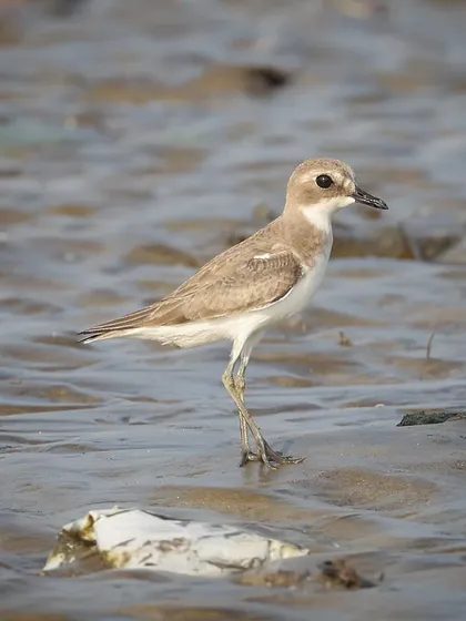 A Greater Sand Plover, a common migratory bird in India. This species winters along the coasts of Africa, the Middle East, and across Asia to Australia.
