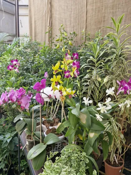 A stunning collection of colorful orchids. These elegant plants make a sophisticated statement and, with the right care, will reward you with beautiful blooms.