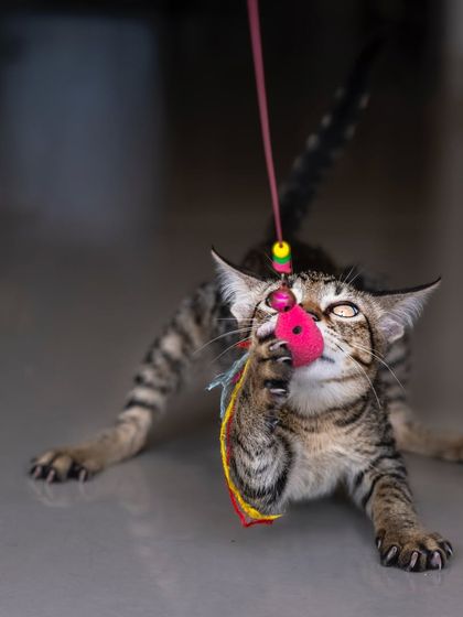 Bro the tabby cat in full-on play mode with a feather toy. Capturing this focused energy is what makes at-home action shots so exciting.