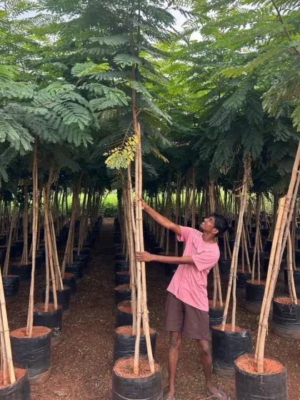 A worker standing next to our tall, healthy saplings to show their impressive height. These are ready for large-scale planting.