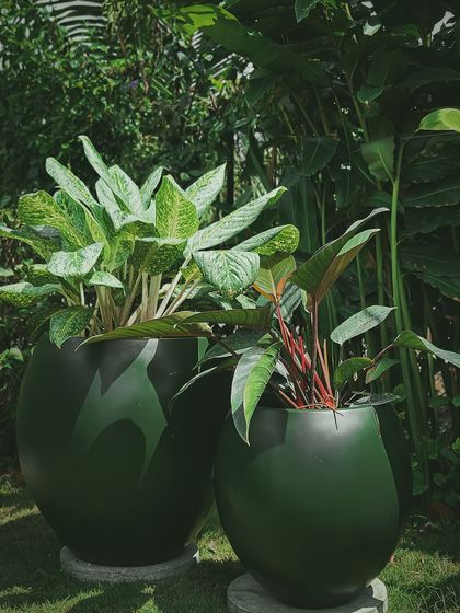 Make My Garden - Nursery & Gardening Store (Retail) Pots, Planters & Garden Decor photo 14