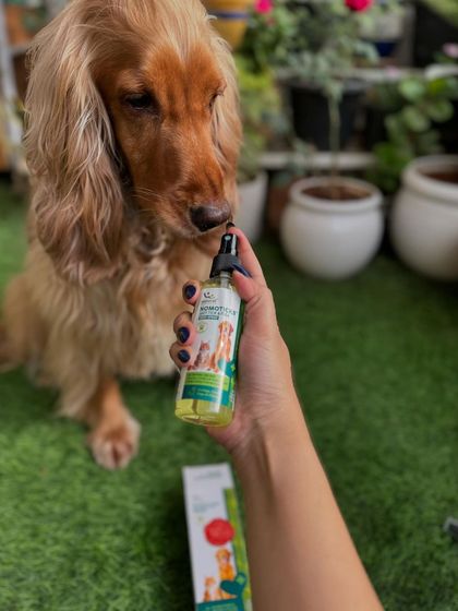 Posto giving the Nomoticks body spray a curious sniff. It's lick-safe, so we have no worries.