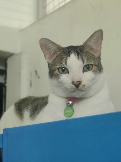 Sammy's Nest - Home Boarding for Small Pets Happy Cats: Our Boarding Guests photo 80