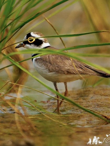 A Little Ringed Plover peeking out from behind some reeds. Its bright yellow eye-ring is a key identification feature and shines even when the bird is well-hidden.