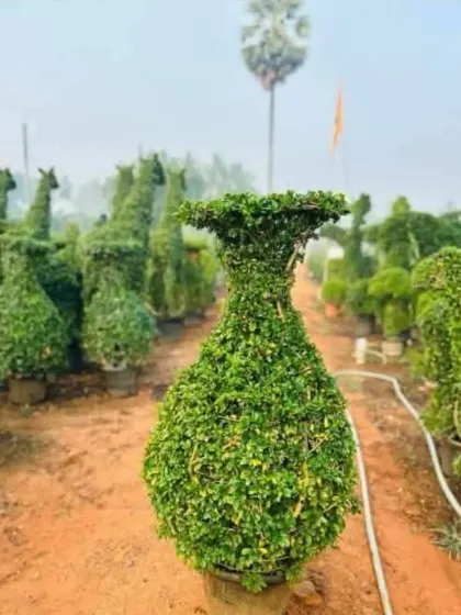 This is one of my abstract topiary designs, shaped like an elegant vase. It's a unique piece of living art that combines the precision of sculpture with the natural beauty of a plant, perfect for a statement corner.