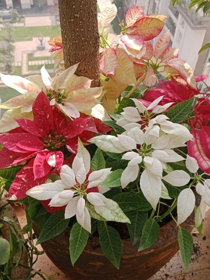A stunning display of red and white poinsettias in a large pot, perfect for adding seasonal color to a balcony.