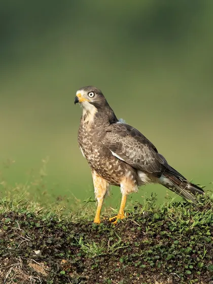 A White-eyed Buzzard stands on a small mound of earth, its namesake pale eyes giving it a striking and alert expression.