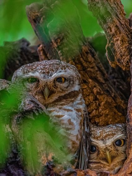 The Avian World: Portraits of Indian Birds photo 15