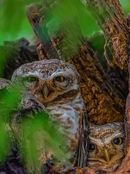 A pair of Spotted Owlets peeking out from their nest in a tree hollow. These nocturnal birds are fascinating subjects, and I was lucky they were active during the day.