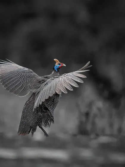 I believe beauty is everywhere, even in the most overlooked creatures. By stripping away the background color, the guineafowl's intricate patterns and the vibrant pop of its cobalt head come alive. It’s a perfect example of how a little artistic drama can turn an ordinary moment into an extraordinary piece of art.