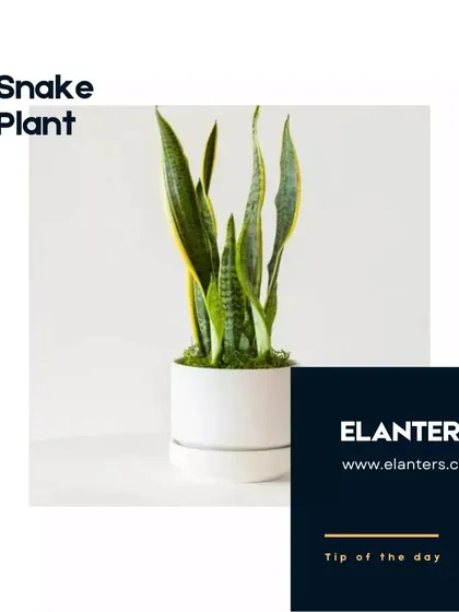 The Snake Plant is one of the hardiest houseplants available. This series of tips will cover everything you need to know to care for it.