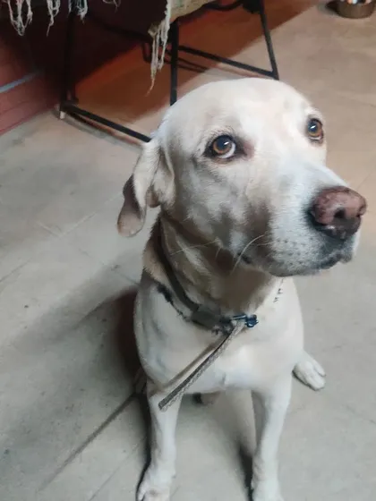 Senior dogs get special attention and care here. We accommodate their need for a calmer pace and a comfortable environment, ensuring they have a peaceful and enjoyable stay.
