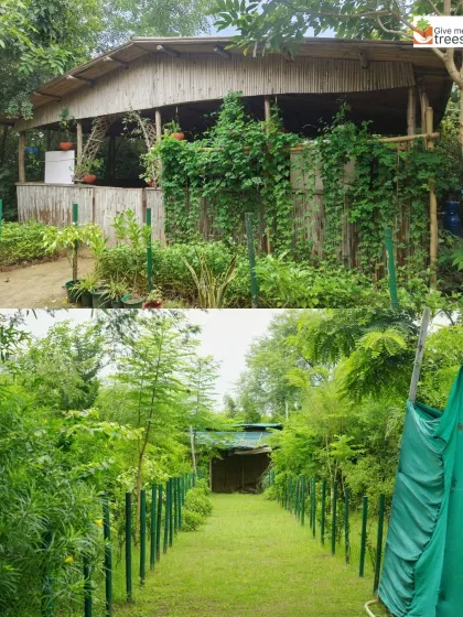 The bamboo hut at our Sector 150 Noida site is now enveloped by creepers and dense foliage. This structure serves as a resting spot for our team and volunteers, fully integrated into the natural surroundings.