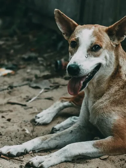 We are passionate advocates for "adopt, don't shop." We believe every dog deserves a loving home and encourage prospective owners to consider adoption from local shelters. This beautiful Indie is a great example of the amazing companions they are.