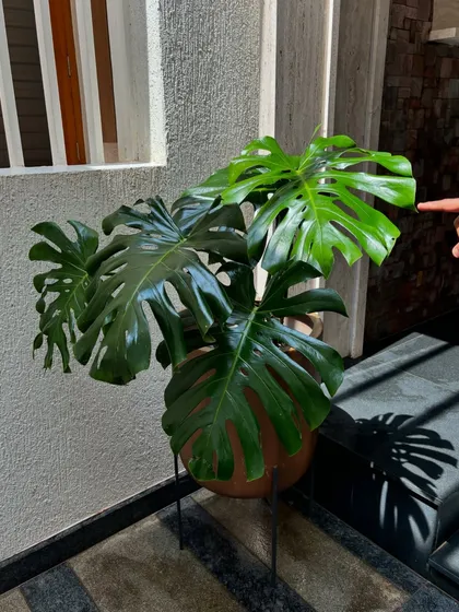 A healthy Monstera Deliciosa in a copper-toned planter with a stand. The sunlight catches its glossy leaves, highlighting their iconic splits and bringing a warm, tropical vibe to the space.