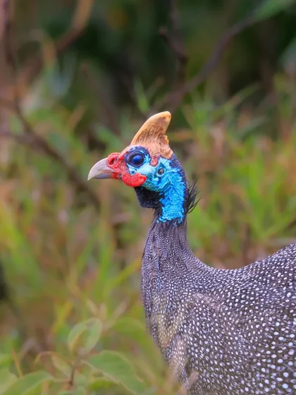 A Helmeted Guineafowl, named for the bony casque on its head. These birds are often seen in large, noisy flocks foraging on the ground.