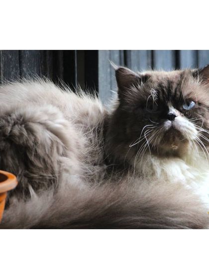 The Cat House - Cat Boarding Cozy Corners & Nap Time photo 7