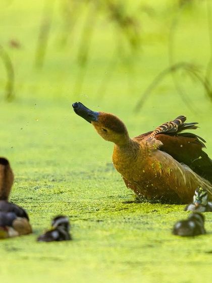 A heartwarming series of a Lesser Whistling Duck mother with her numerous tiny ducklings in a moss-covered pond in Bandipur. These images capture the vulnerability and charm of new life in the wild.