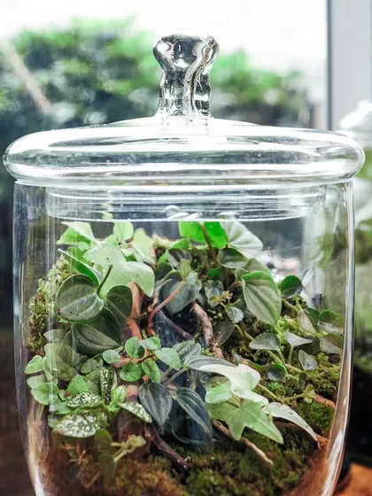 Another angle of the apothecary jar, showing the light catching the glass lid. This piece is perfect for decorating with plants and adding a touch of green to your home.