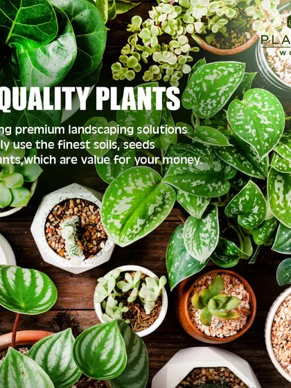 Our promise is to provide premium landscaping solutions with the finest soils, seeds, and high-quality plants. We ensure you receive excellent value and plants that will flourish.