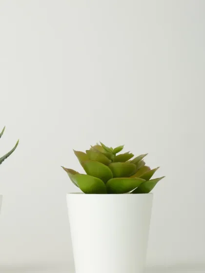 A small succulent in a clean white pot. These plants are ideal for creating small arrangements or for gifting, as they require minimal care.