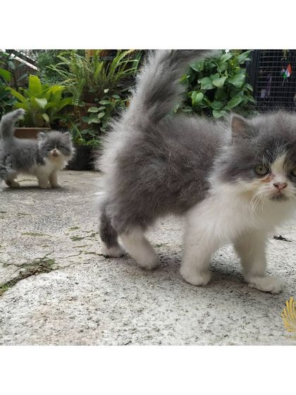 The Cat House - Cat Breeding Services Our Adorable Kittens photo 9