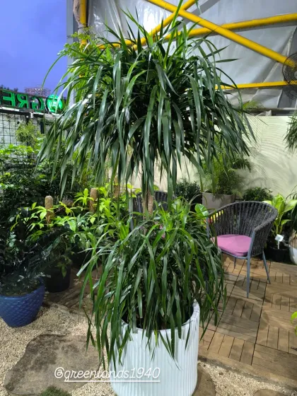 For those looking to make a bold statement, we offer stunning specimen plants like this magnificent Dracaena Draco. These large, impressive plants become living sculptures, instantly elevating the look and feel of any room.