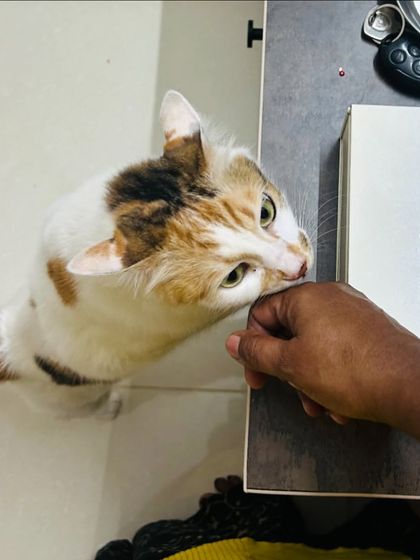 Star Pups - Pet Boarding & Daycare Cozy Cats Corner photo 9