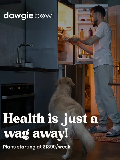 I designed our service for busy pet parents who want the best for their companions without the hassle. Our vacuum-sealed packs are portioned and easy to store in your fridge, making mealtime as simple as opening a pack. Health is truly just a wag away!