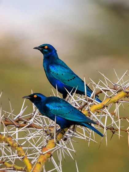 A pair of Greater Blue-eared Starlings perched on a thorny acacia branch. Their glossy, metallic blue plumage and bright yellow eyes are simply stunning.