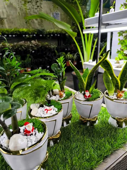 A lineup of our Christmas-themed plant gifts, ready to bring holiday cheer to any home or office.
