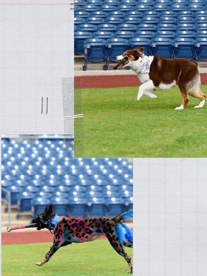 Tulsa Dog Trainer - Pack Walks More Than Just a Walk photo 15