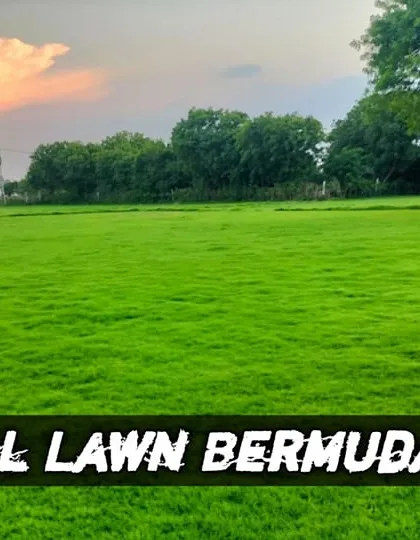 A glimpse of my high-quality natural Bermuda grass, growing strong and vibrant under the open sky. This is the source of the healthy turf I supply for projects across Delhi NCR.