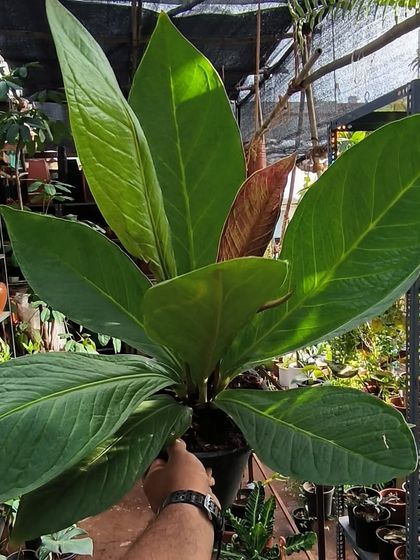 Rare & Collector's Plants photo 29