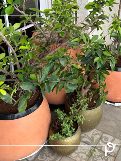 Indoor & Commercial Green Spaces photo 19