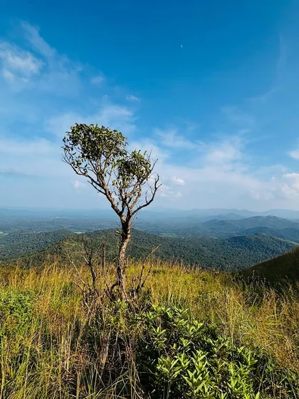 The iconic lone tree on the Narasimha Parvatha trail.