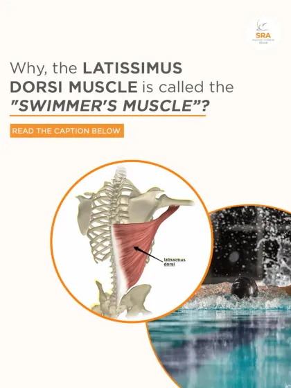 The latissimus dorsi is called the "swimmer's muscle" for a reason. Pilates helps strengthen this key muscle, which is crucial for powering arm movements and improving performance for athletes like swimmers.