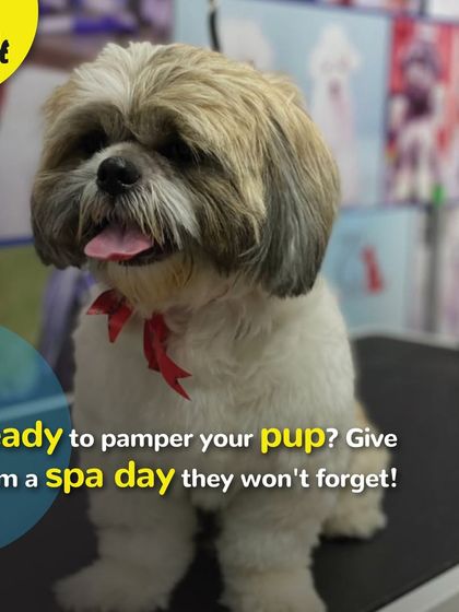 Ready to pamper your pup? Give them a spa day at our salon that they won't forget.