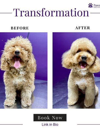 PawsnCollars - Pet Grooming & Spa Grooming Transformations: Before & After photo 3