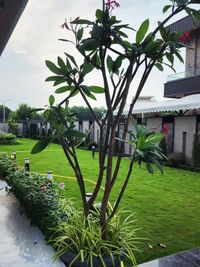 Full-Service Landscaping